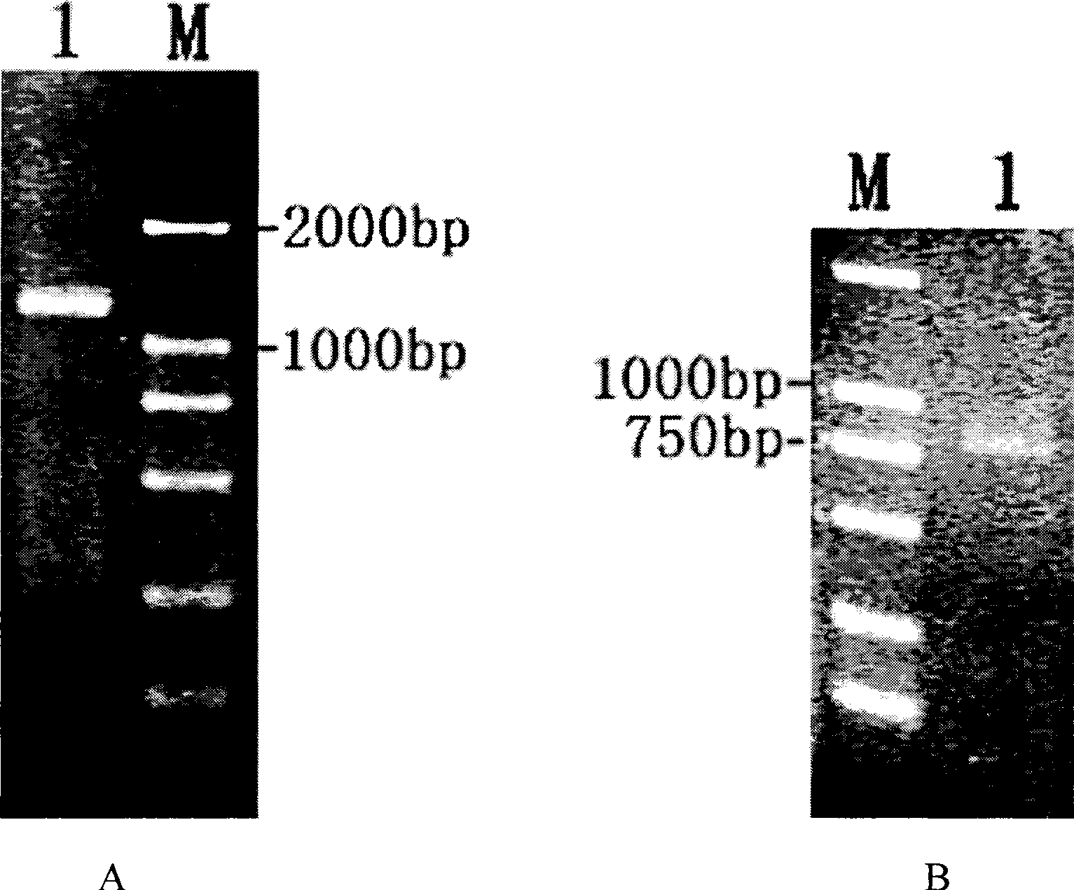 Rockfishes chitinase A gene, expression vector containing the same, recombinant strain and use thereof