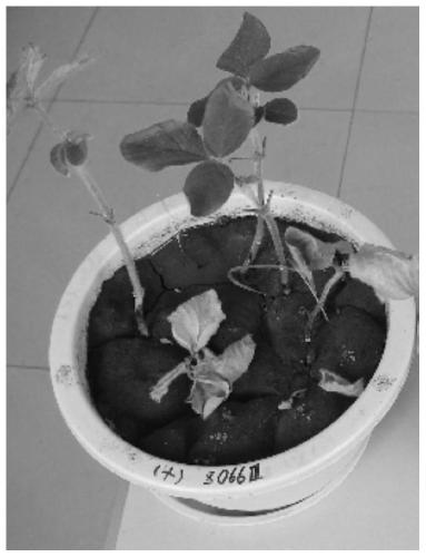 Soybean Phytophthora root rot control biological seed coating agent and its preparation method and use method