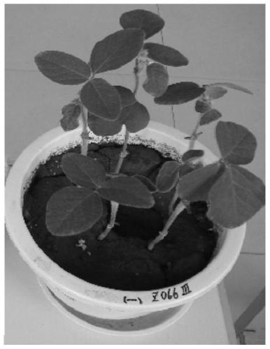 Soybean Phytophthora root rot control biological seed coating agent and its preparation method and use method