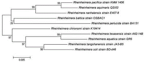 Rheinheimera aquimaris strain from ocean sludge and application thereof
