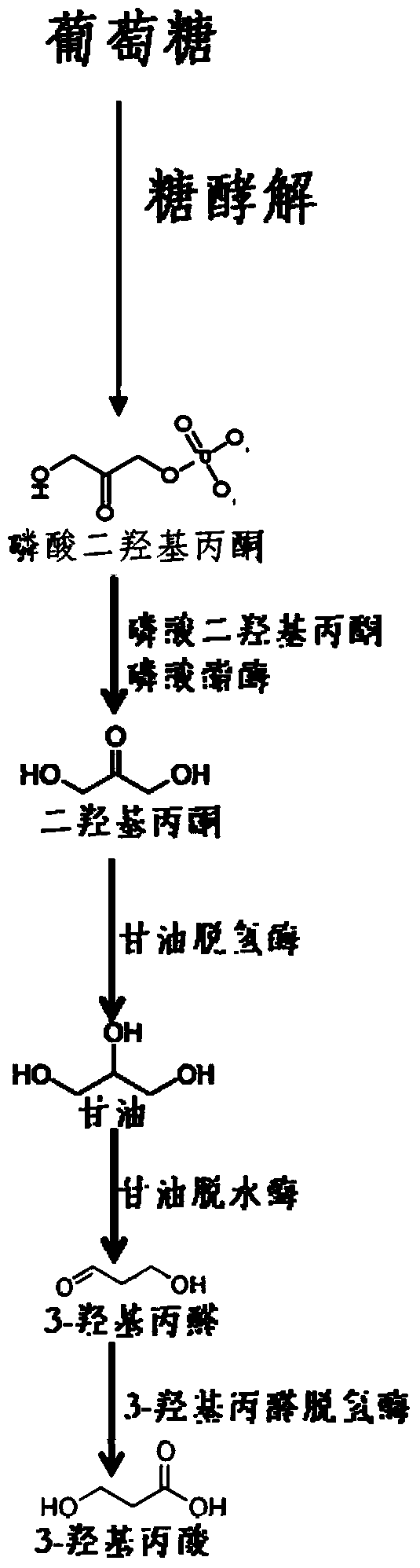 Recombinant Corynebacterium glutamicum producing 3-hydroxypropionic acid, its construction method and application