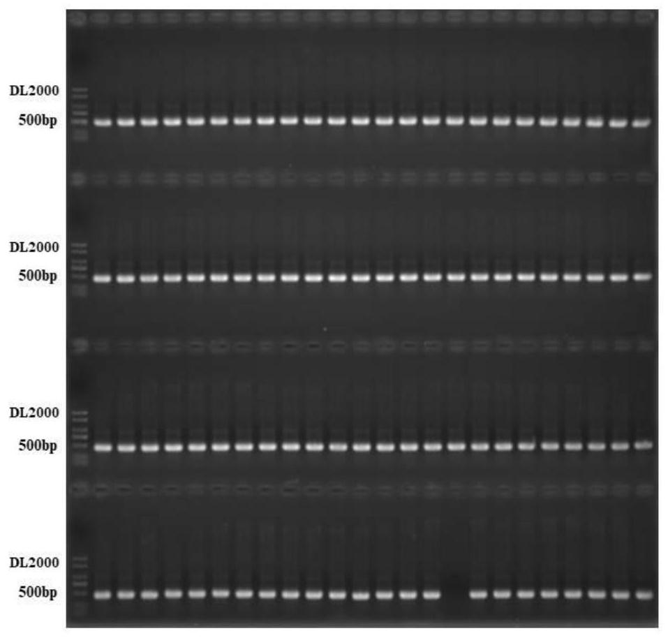 Maize zinc finger binding protein interaction factor gene actin and its recombinant expression vector and application