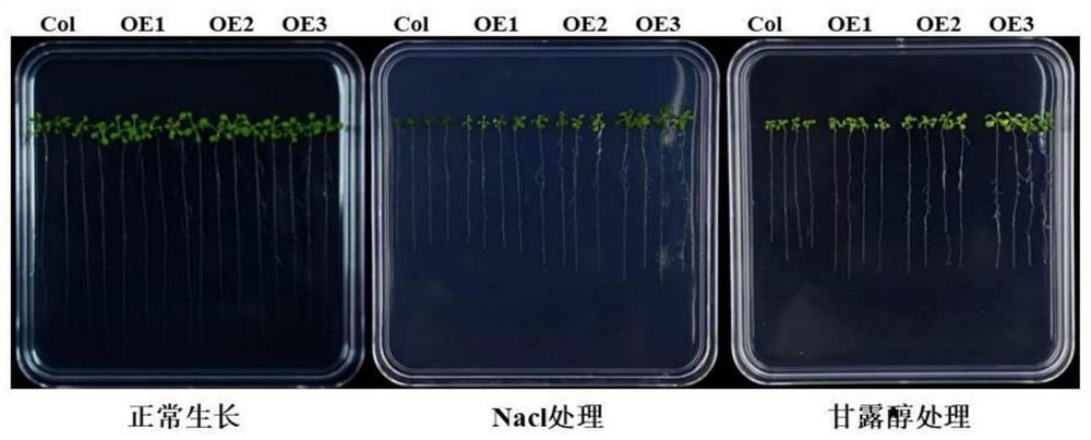 Maize zinc finger binding protein interaction factor gene actin and its recombinant expression vector and application