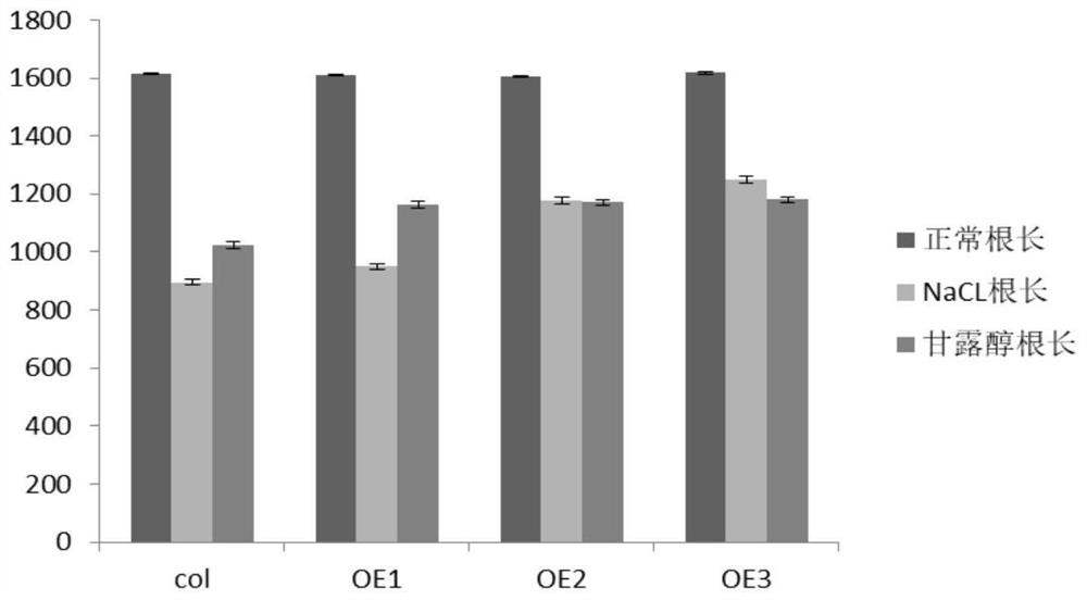 Maize zinc finger binding protein interaction factor gene actin and its recombinant expression vector and application