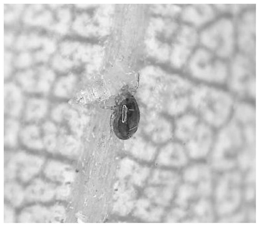 Application and method of a kind of Pseudomonas spp. in the prevention and treatment of olive star psyllid and/or citrus psyllid