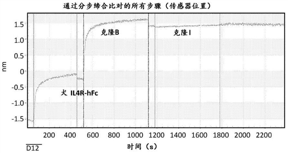 Anti-il4 receptor antibodies for veterinary use