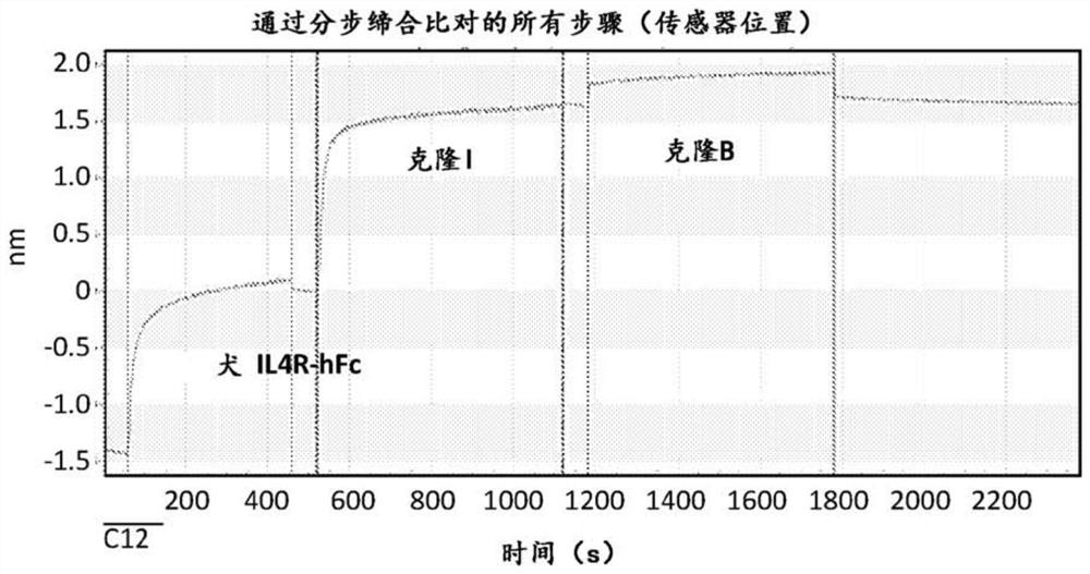 Anti-il4 receptor antibodies for veterinary use