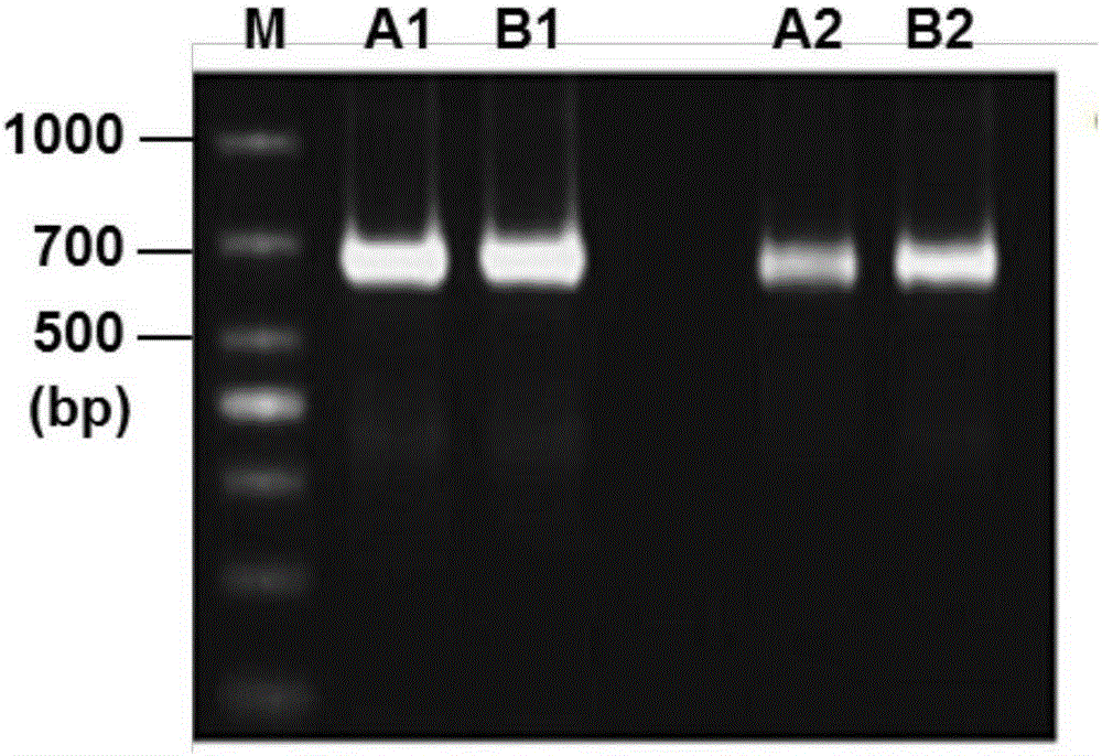 Method for rapidly identifying species of salted rhopilema esculentum kishinouye