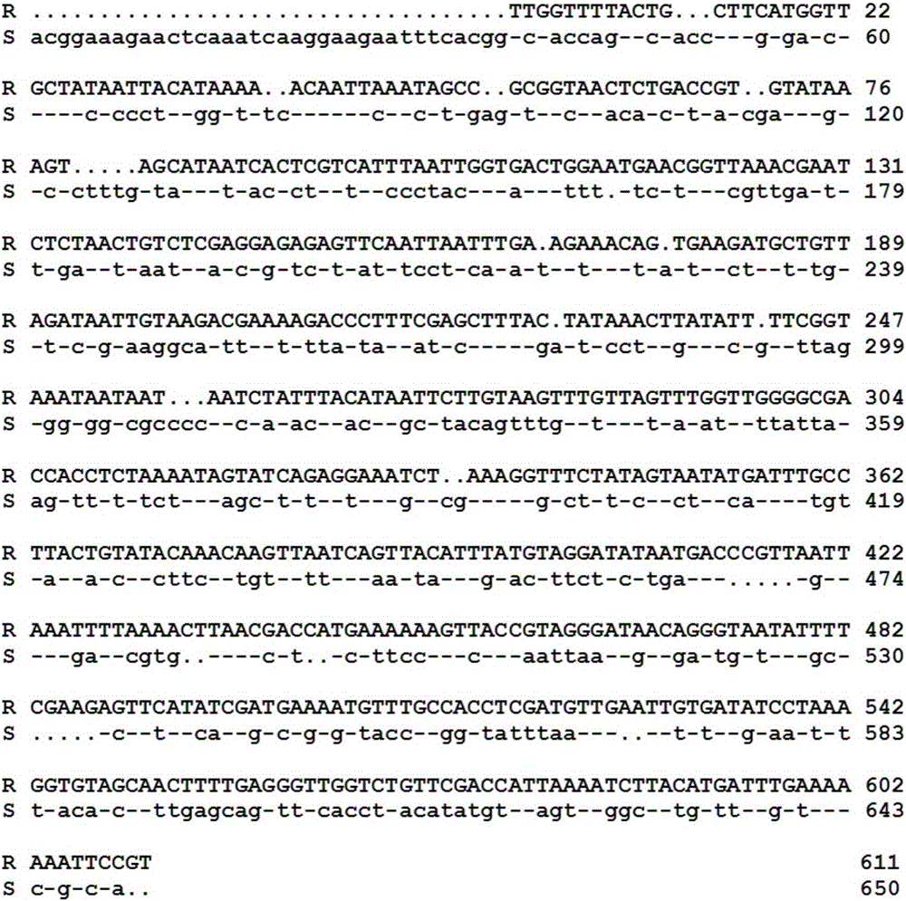 Method for rapidly identifying species of salted rhopilema esculentum kishinouye