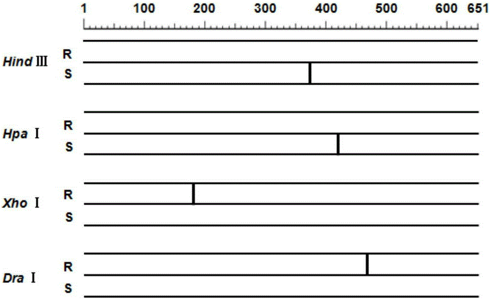 Method for rapidly identifying species of salted rhopilema esculentum kishinouye