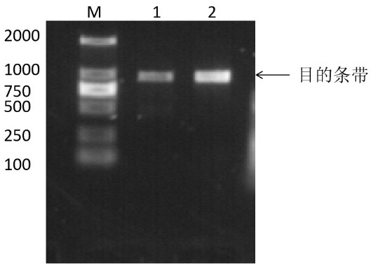 Method for realizing transmembrane transduction of marine microorganism low-temperature lipase gene by utilizing PTD-Tat