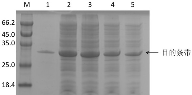 Method for realizing transmembrane transduction of marine microorganism low-temperature lipase gene by utilizing PTD-Tat
