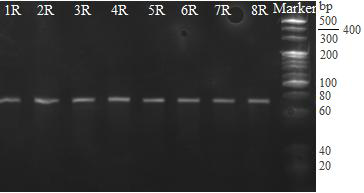 A goat pregnancy-associated glycoprotein nucleic acid aptamer and its application