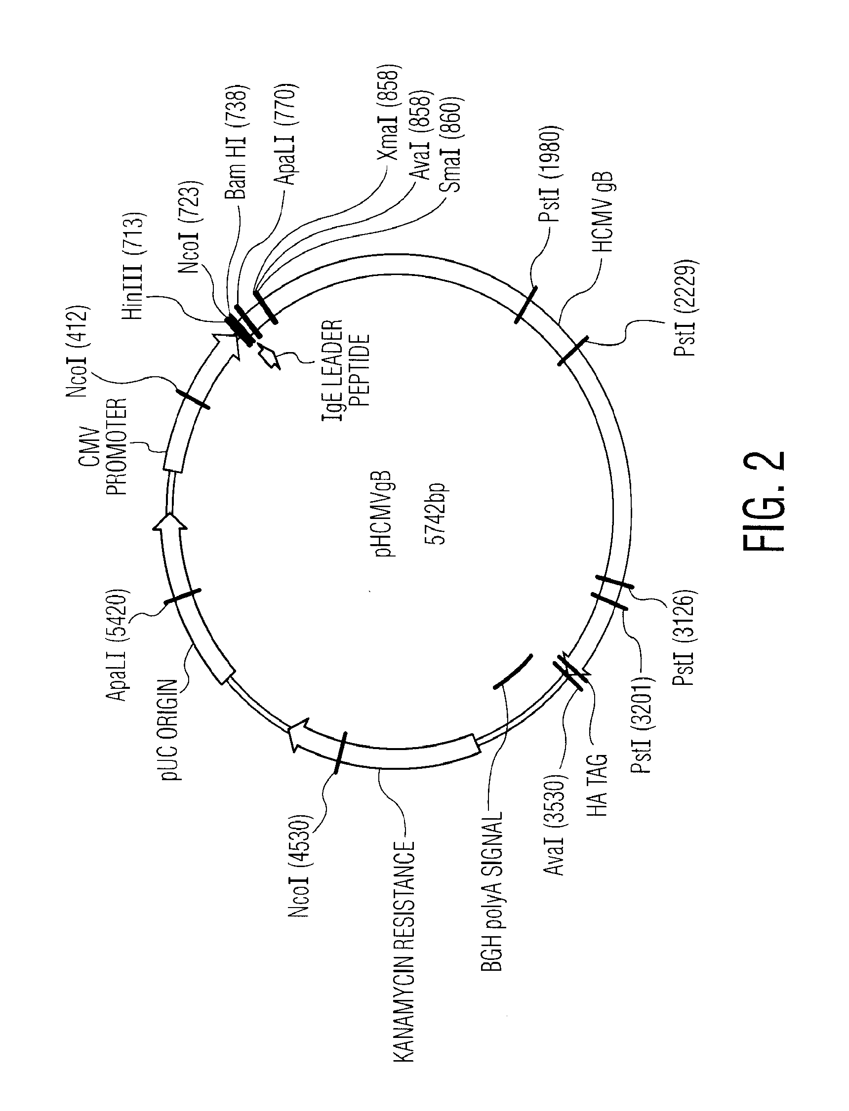 Nucleic acid molecules encoding novel herpes antigens, vaccine comprising the same, and methods of use thereof