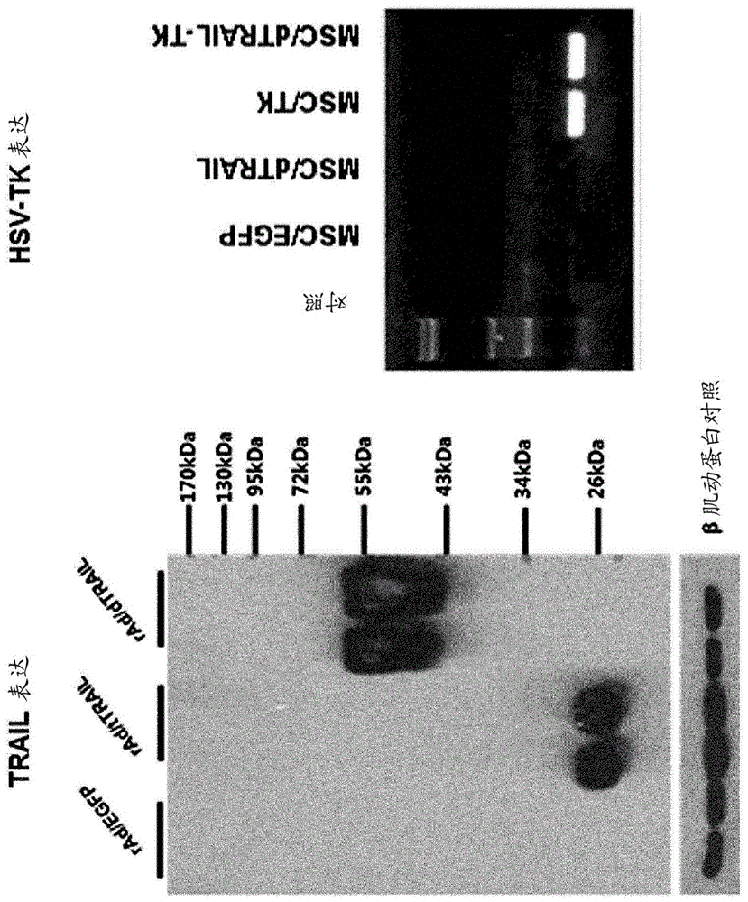 Vector coexpressing dodecameric trail and suicide gene hsv-tk, and anticancer stem cell medicine using thereof