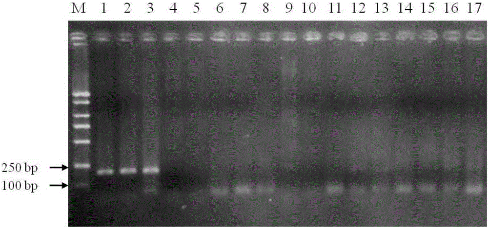 Dual PCR primer for detecting two types of pathogens of grape canker at same time and application of dual PCR primer