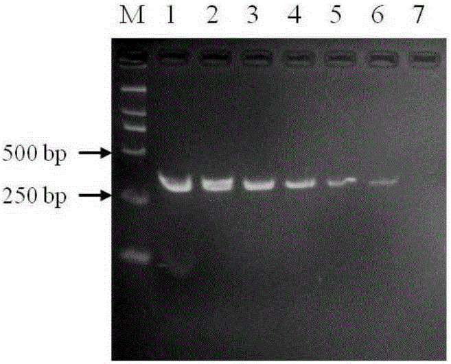 Dual PCR primer for detecting two types of pathogens of grape canker at same time and application of dual PCR primer