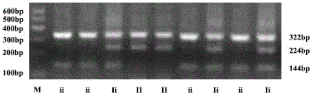 Primers, kit and detection method for detecting gene type of dominant white feather site of chicken PMEL17 gene