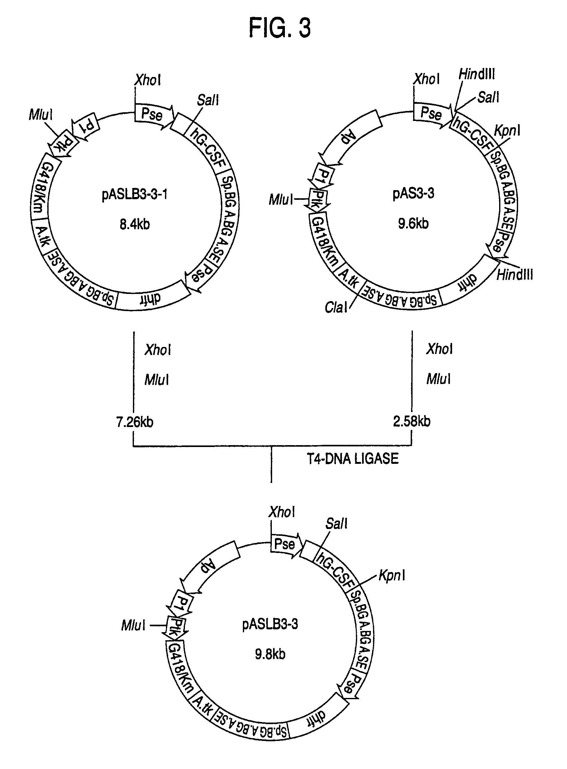 Α-1,3-fucosyltransferase