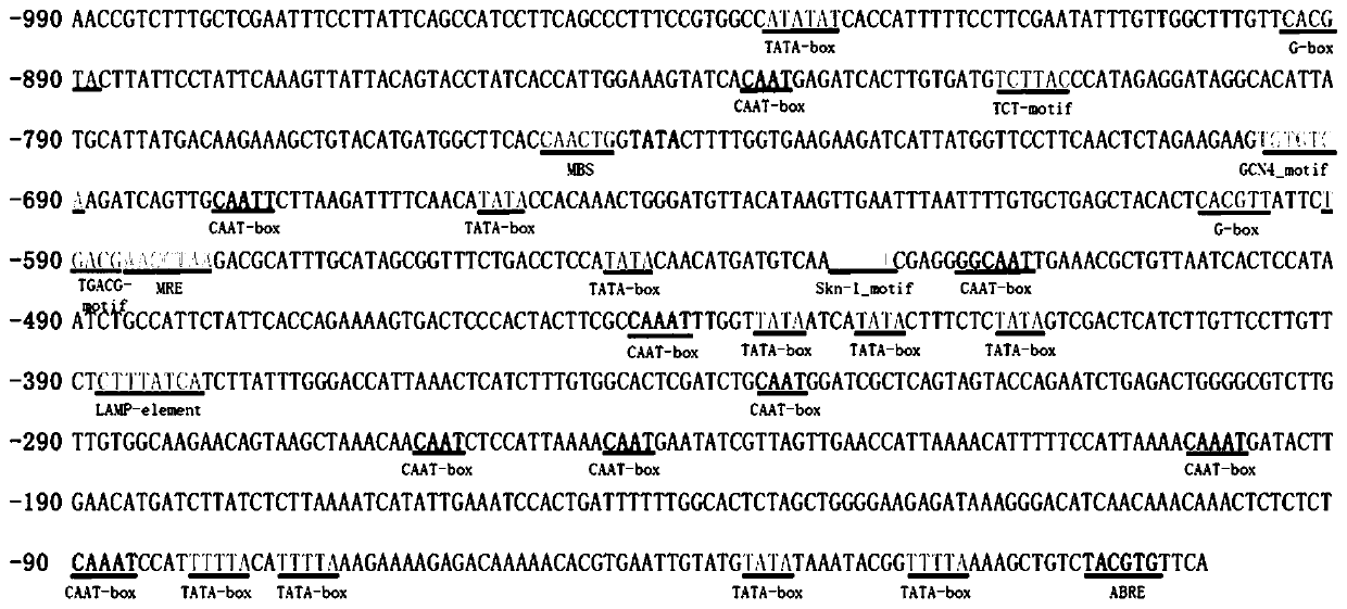 Brassica napus embryo-specific promoter pbnaa09g21960d and its application