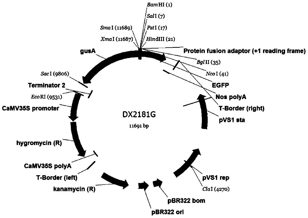 Brassica napus embryo-specific promoter pbnaa09g21960d and its application