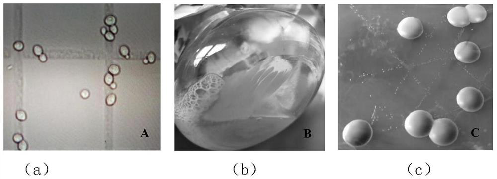 Preparation method and detection method of healthy nutritional fruit wine for brewing yeast Bei-29
