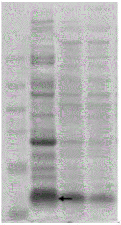 Xenopsylla cheopis polypeptide and gene and application thereof