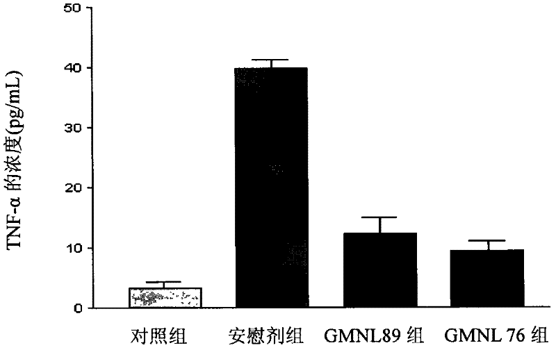 Lactobacillus isolated strains with anti-inflammatory activity and use thereof