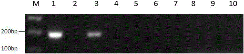 Primer group for detecting renal cancer and detecting method thereof