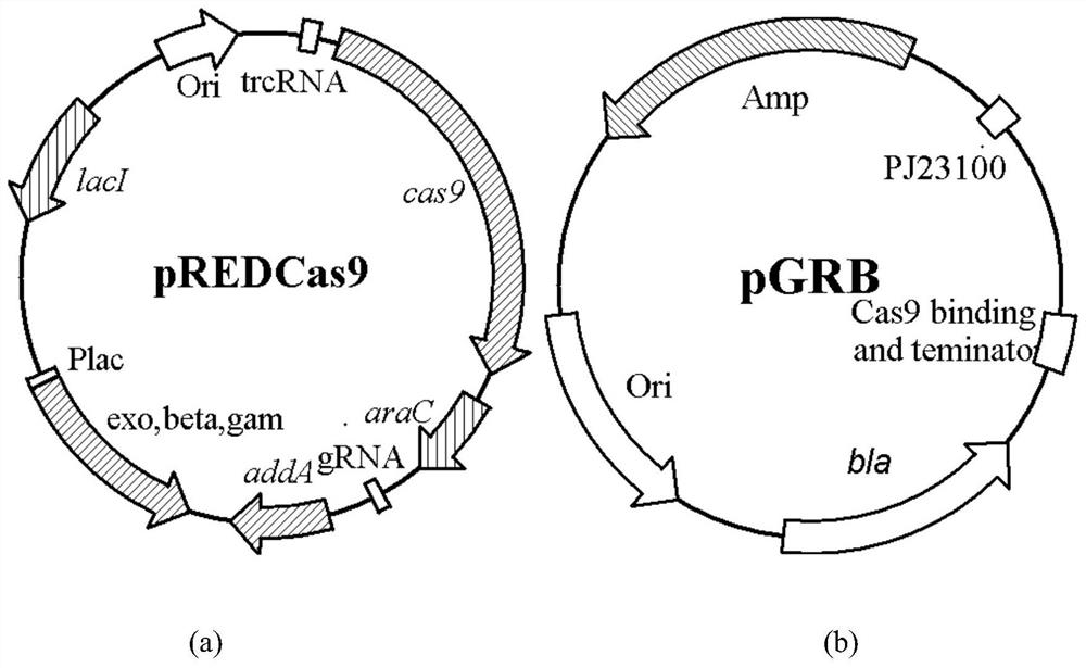 A kind of L-proline-4-hydroxylase and its genetic engineering bacteria, construction method and application