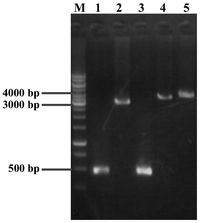 A kind of L-proline-4-hydroxylase and its genetic engineering bacteria, construction method and application