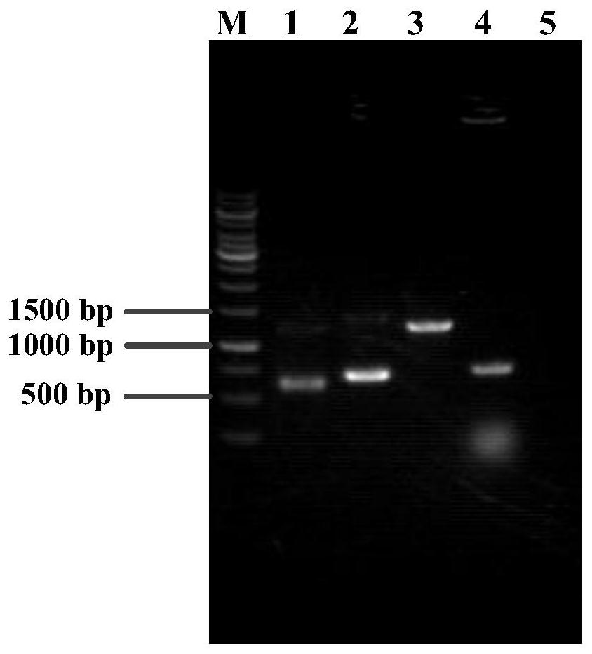 A kind of L-proline-4-hydroxylase and its genetic engineering bacteria, construction method and application