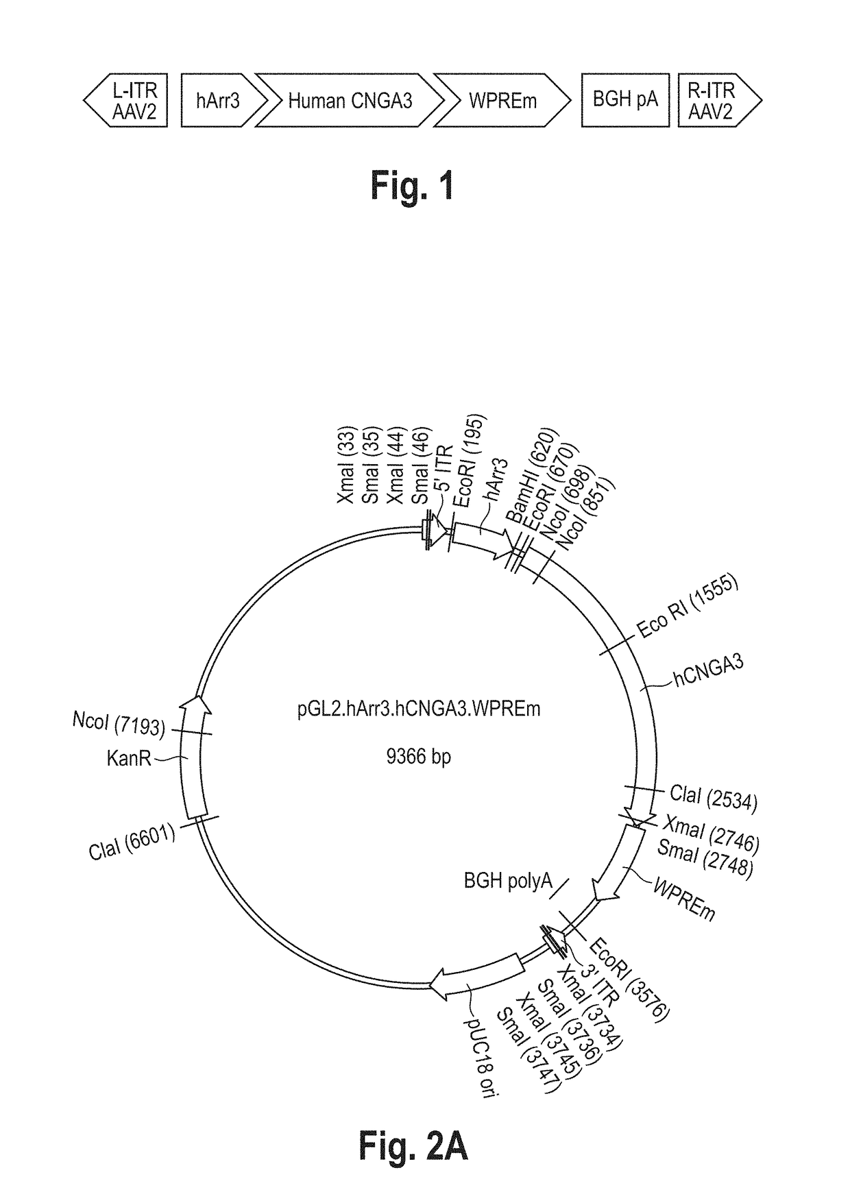 Gene therapy for the treatment of a disease of retinal cone cells