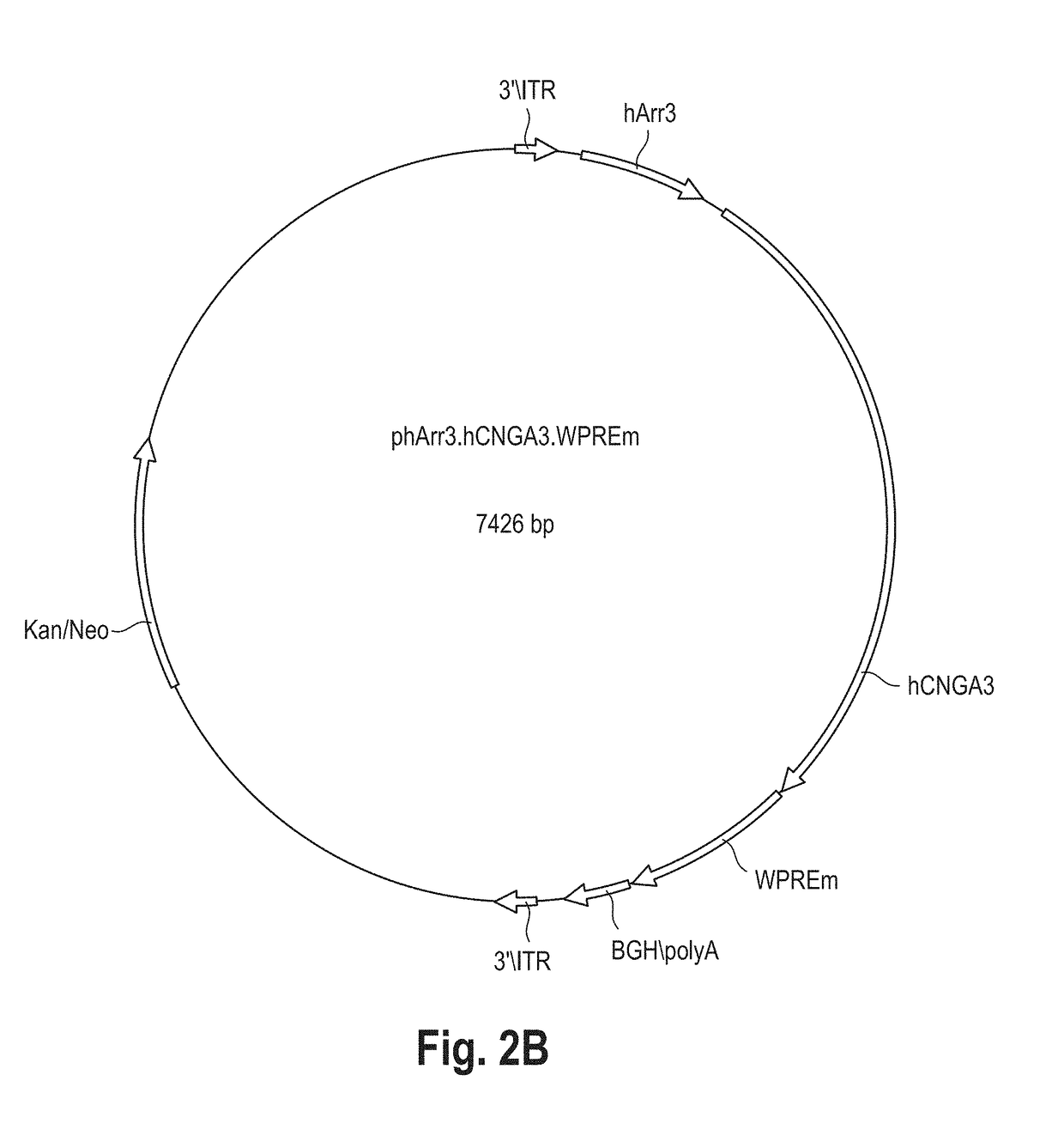 Gene therapy for the treatment of a disease of retinal cone cells