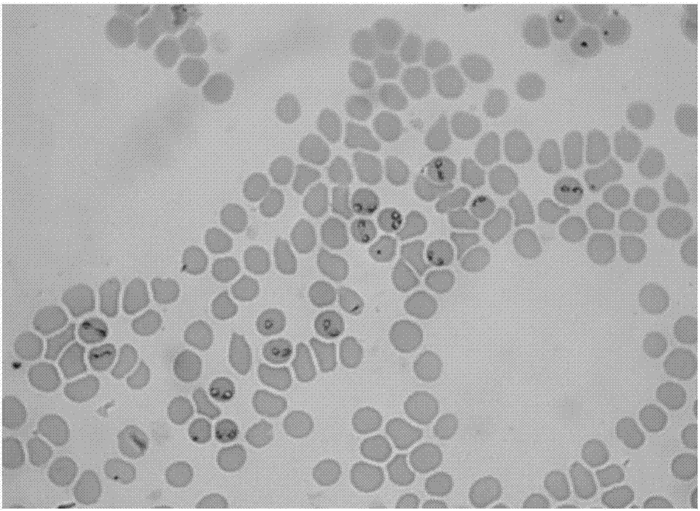 Compound staining solution of piroplasma blood smear and staining method of blood smear