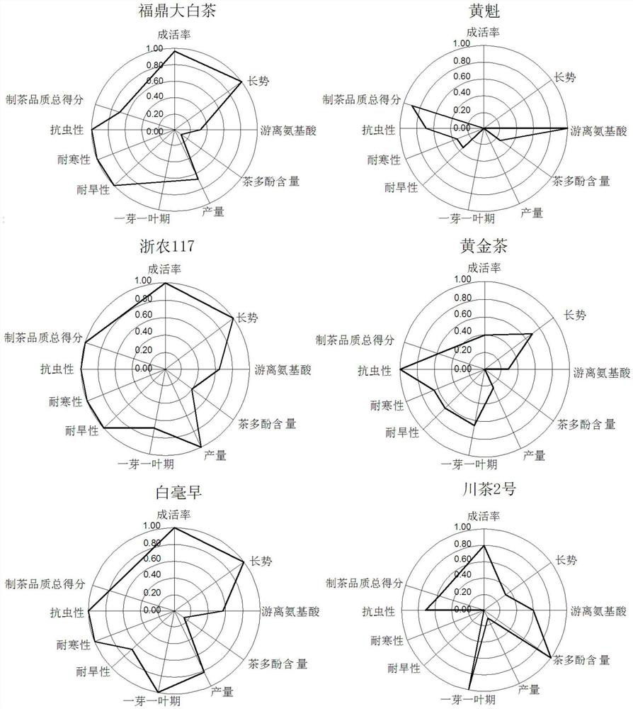 Tea tree variety comprehensive evaluation method utilizing cobweb map