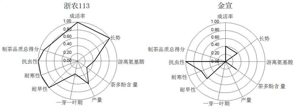 Tea tree variety comprehensive evaluation method utilizing cobweb map