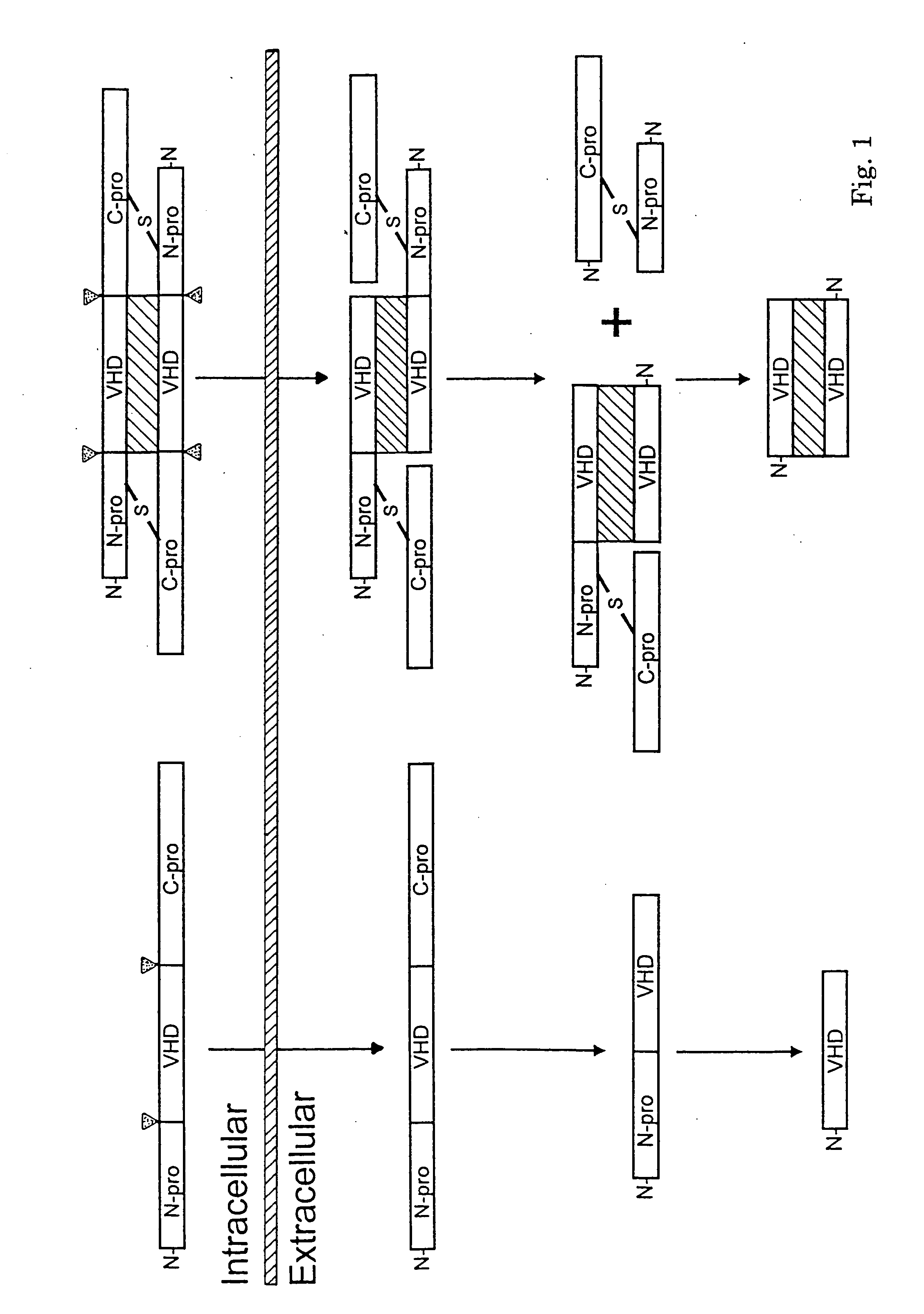 Methods for treating neoplastic disease characterized by vascular endothelial growth factor D expression, for screening for neoplastic disease or metastatic risk, and for maintaining vascularization of tissue