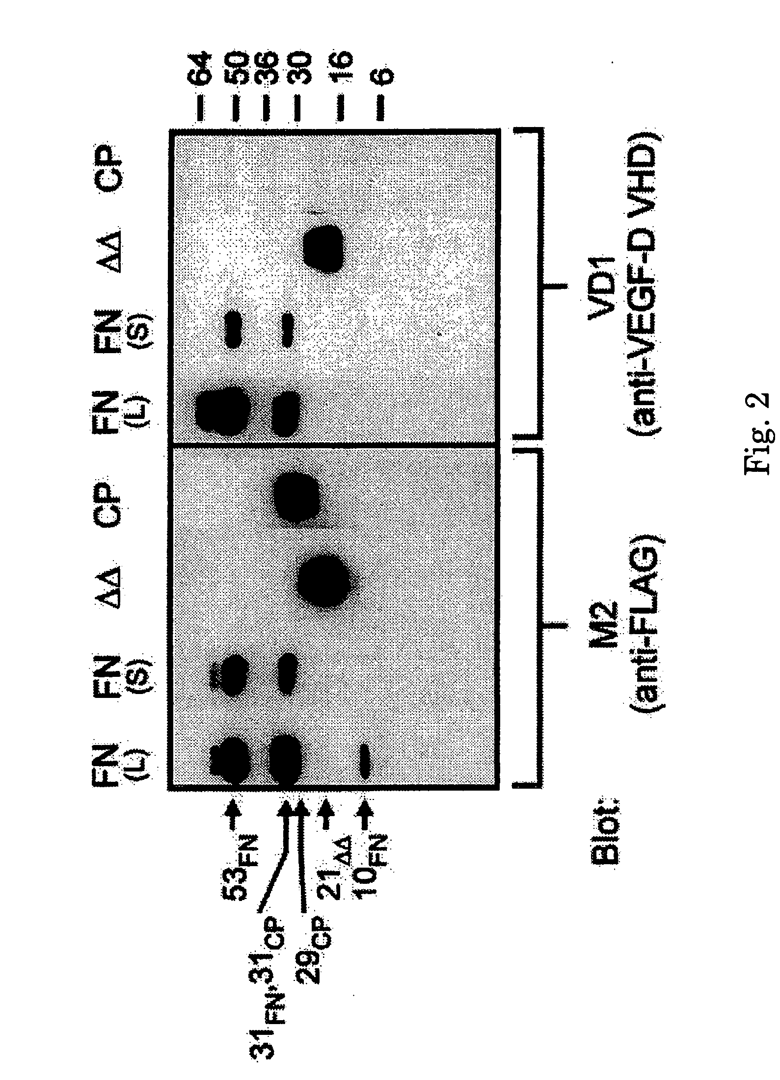 Methods for treating neoplastic disease characterized by vascular endothelial growth factor D expression, for screening for neoplastic disease or metastatic risk, and for maintaining vascularization of tissue