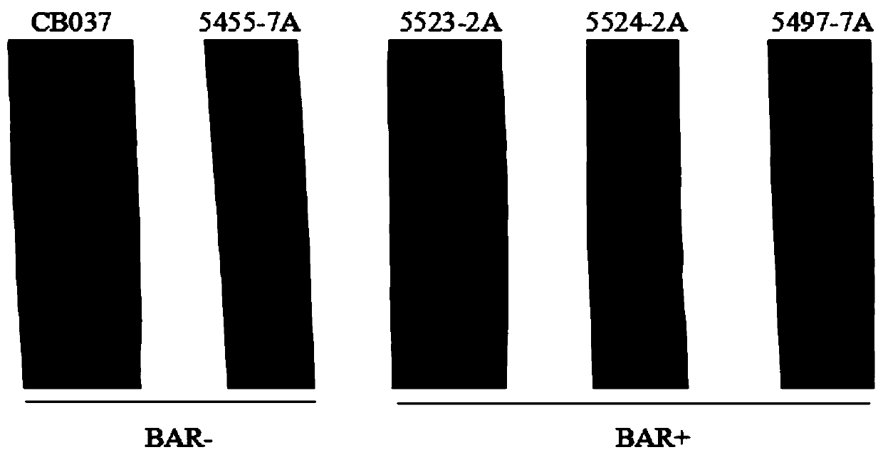 Application of wheat stripe rust pstg_11438 gene in stripe rust control and breeding method of stripe rust resistant wheat