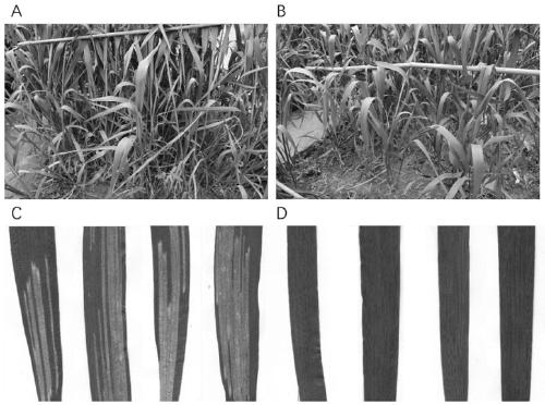 Application of wheat stripe rust pstg_11438 gene in stripe rust control and breeding method of stripe rust resistant wheat