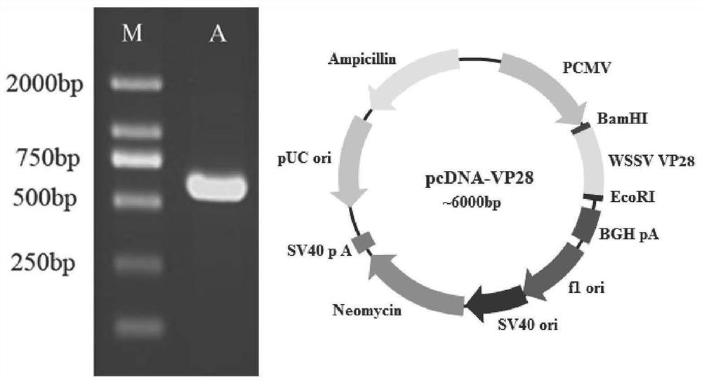 A pseudotyped insect baculovirus gene transfer system for prawns, virus and its construction method and application