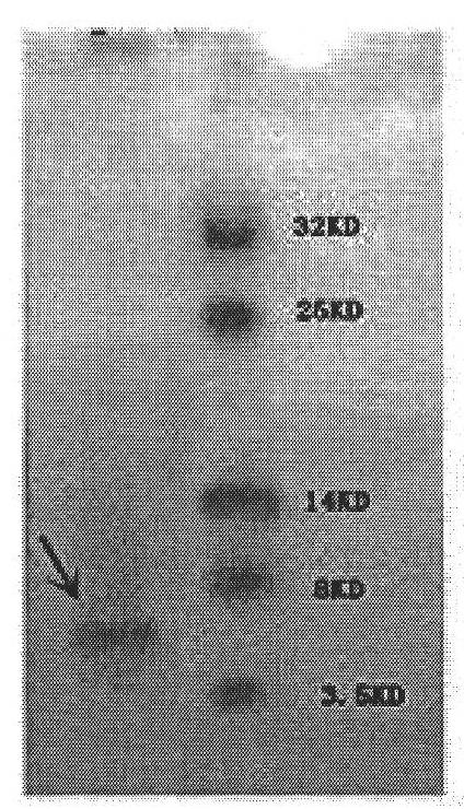 Mytilus coruscus foot adhesive protein as well as encoding sequence and preparation method thereof