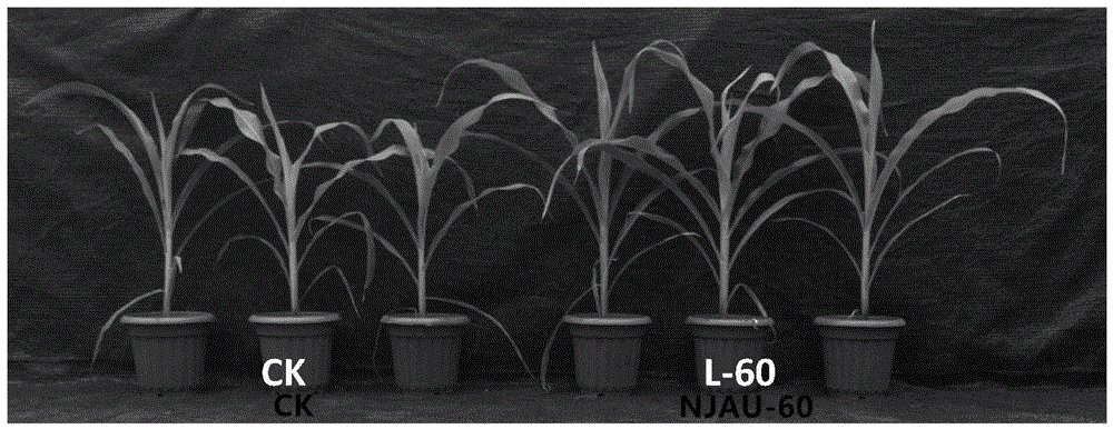Bacillus aquimaris L-60 capable of effectively prompting growth of crops and application thereof