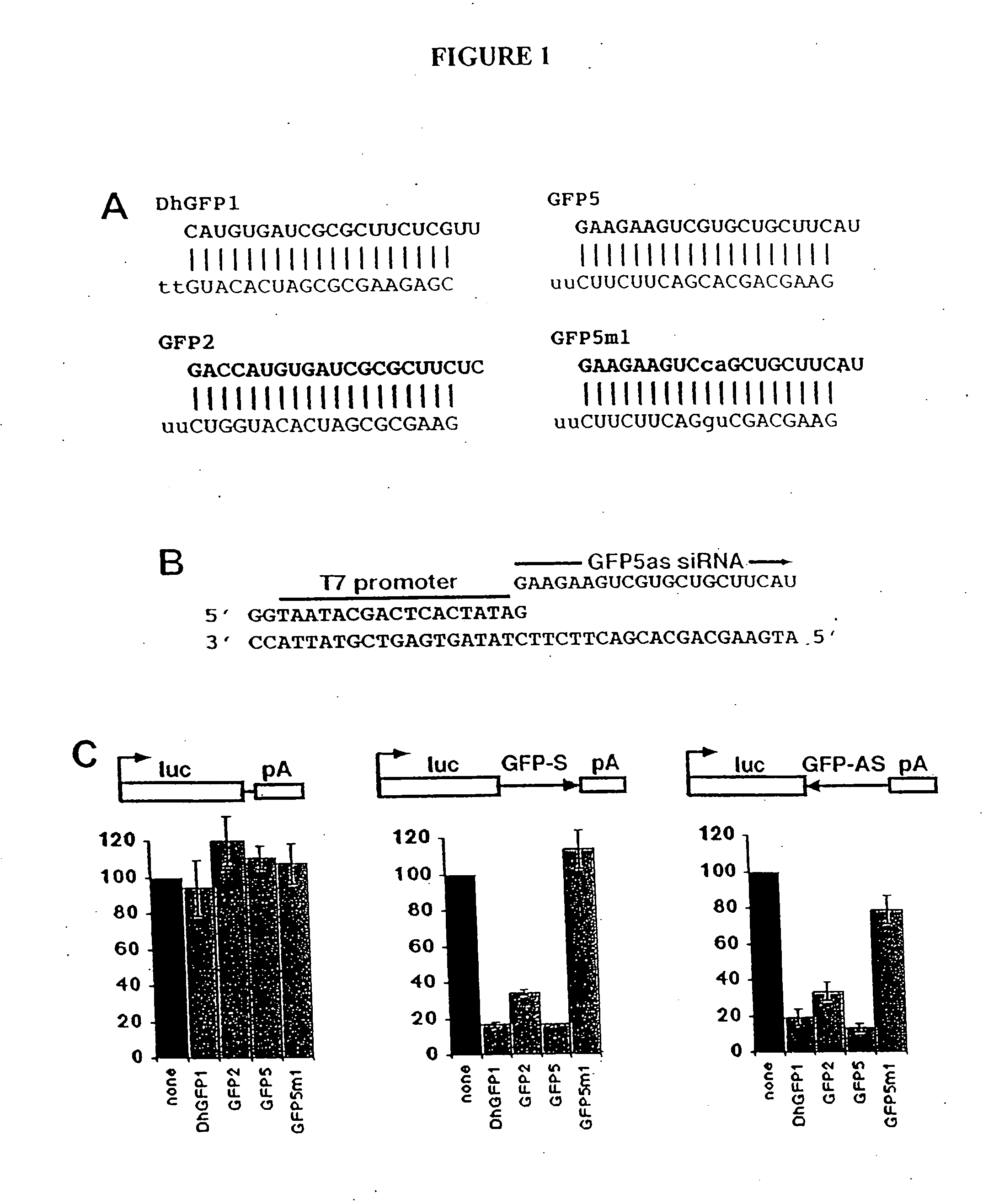 MicroRNA vectors
