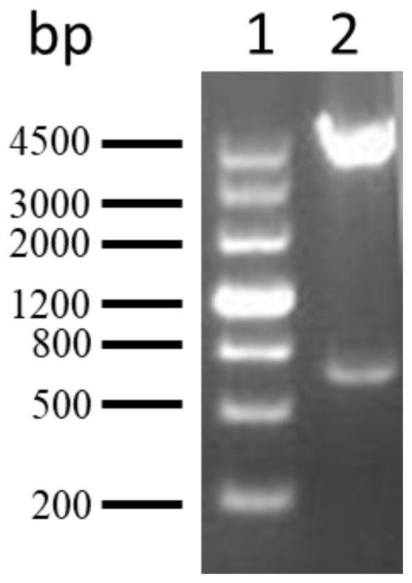 Purification method of candidate antigen pa5505 of Pseudomonas aeruginosa genetic engineering vaccine