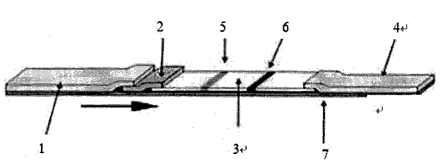 Test strip for detecting HIV antibodies in spittle and preparation method thereof