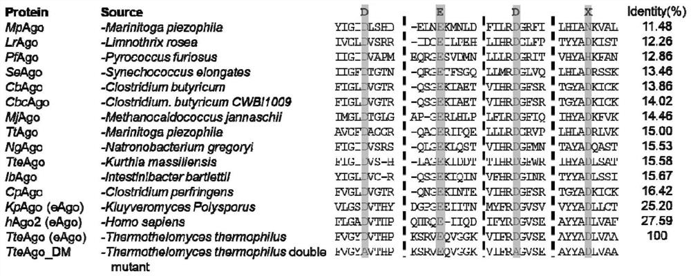 Eukaryote-derived Argonaute protein and application thereof