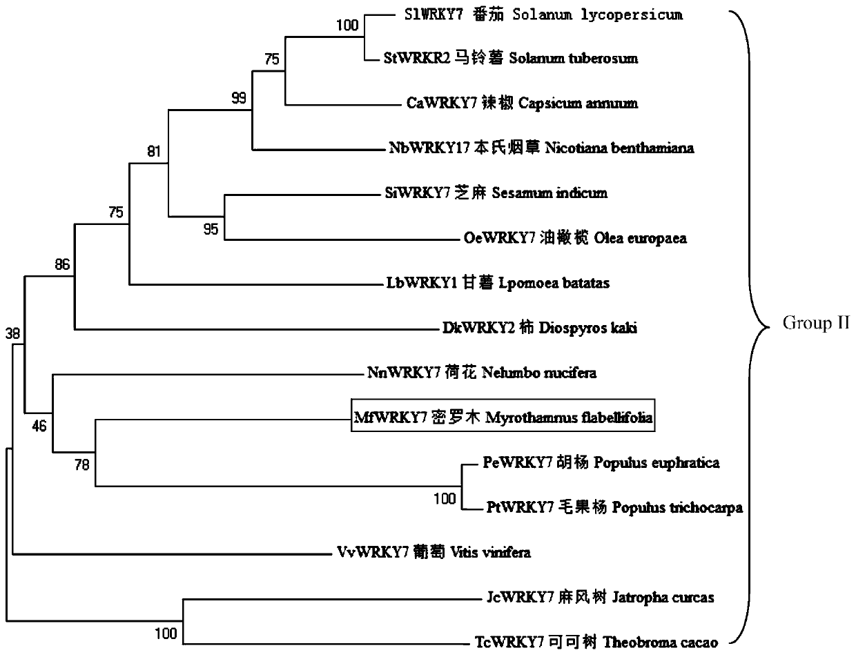Myrothamnus flabellifolia gene MfWRKY7 and application thereof