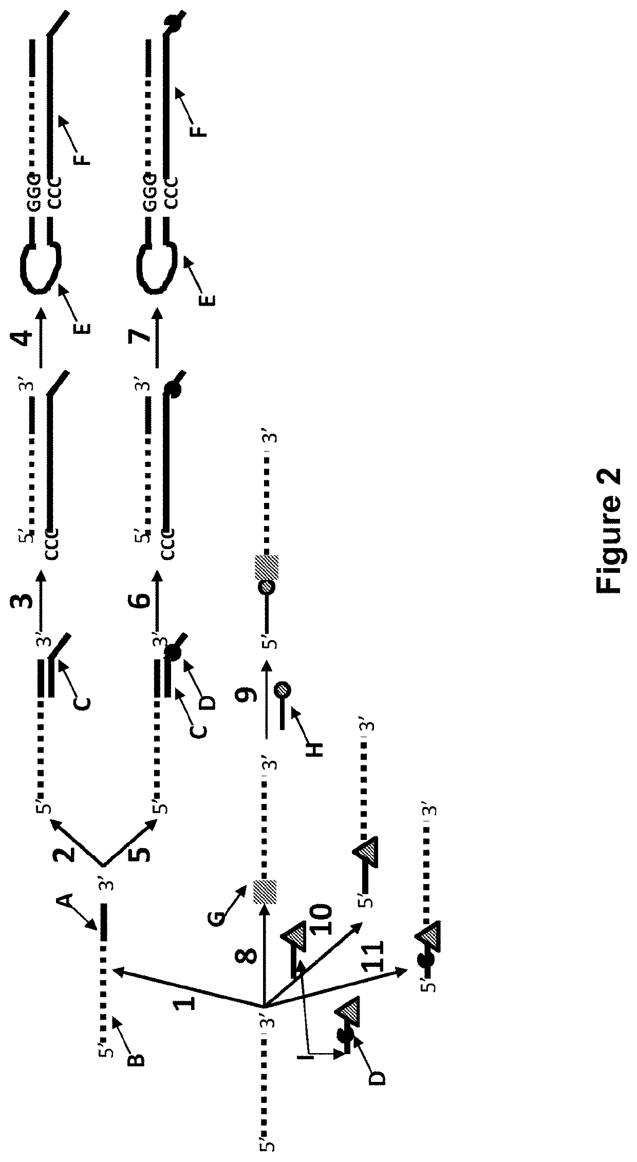 Method for nanopore RNA characterisation